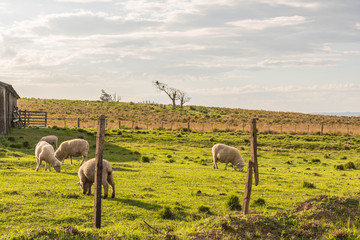 Sheep grazing in winter morning next to the stable 02.jpg