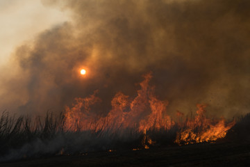 burnt sugarcane field in central america