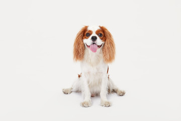 Smart dog. Cavalier king Charles spaniel dog iportrait isolated on white background. Education and training concept. Space for text - obrazy, fototapety, plakaty
