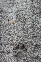 Footprint of a wild beast in the forest on the sand
