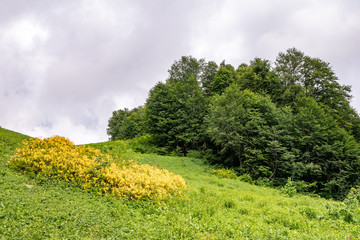 Green alpine meadow with yellow flowers and bushes.