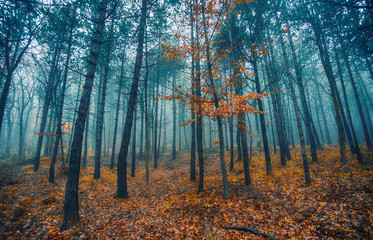 misty autumn forest.nature forest background 