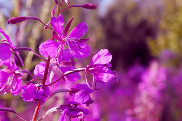 Fototapeta na wymiar Blooming of pink Fireweed. Epilobium is often used in medicine, cooking and cosmetology, and is rich in vitamins.