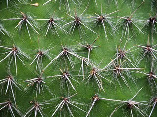 close up of cactus background textures