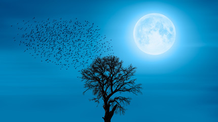 A silhouette of bird flock with lone dead tree and super moon "Elements of this image furnished by NASA"