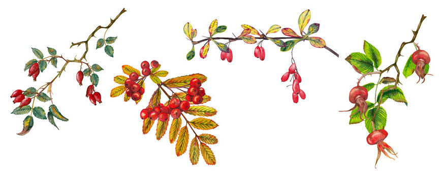 Four realistic autumn branches with berries.