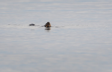 otter in the wild