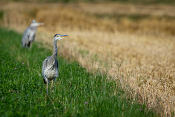 Naklejka premium great blue heron