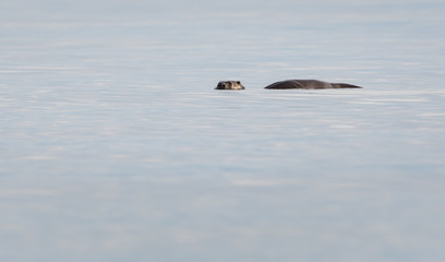 Fototapeta premium otter in the wild