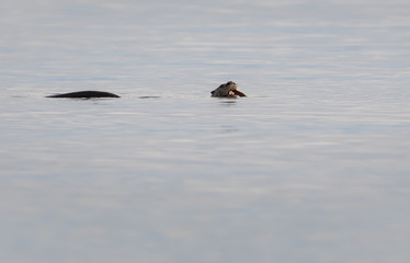 otter in the wild