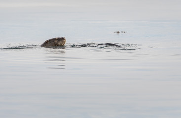 Fototapeta premium otter in the wild