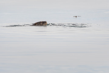 Fototapeta premium otter in the wild