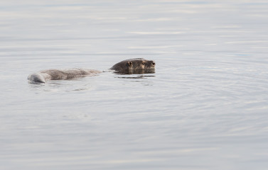 otter in the wild