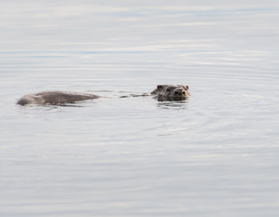 Fototapeta premium otter in the wild