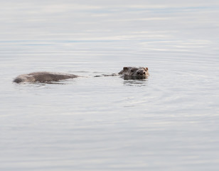 otter in the wild