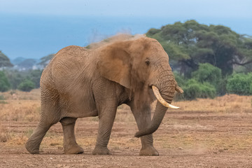 Fototapeta na wymiar An elephant sprays dust to protect itself from the sun
