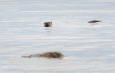 otter in the wild