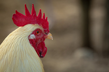 rooster on a  farm