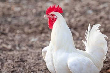 portrait of a rooster