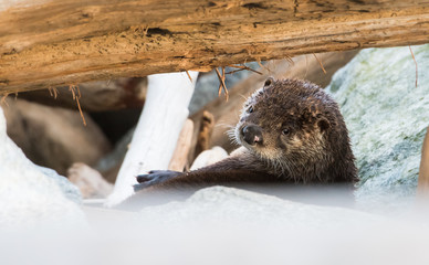 otter in the wild