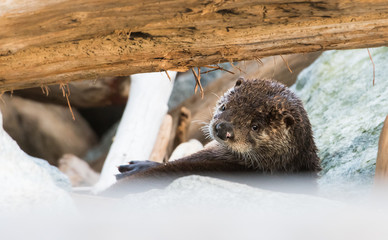otter in the wild