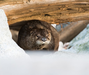 otter in the wild