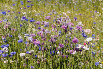 Multicolored variations flowers in a field during summer