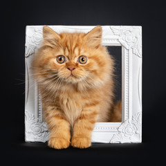 Fluffy red British Longhair cat kitten, standing through white photo frame. Looking at camera with orange eyes. Isolated on black background.