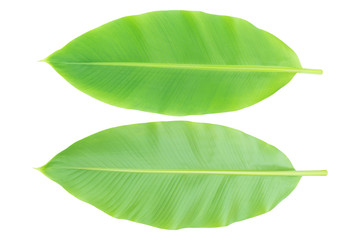 Banana leaf front and back isolated on white background. with clupping path