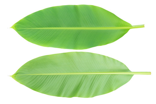 Banana leaf front and back isolated on white background. with clupping path