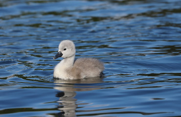 A beautiful baby mute swan cygnet (Cygnus olor) swimming on the water.  Taken at my local park in Cardiff, South Wales, UK