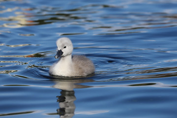 A beautiful baby mute swan cygnet (Cygnus olor) swimming on the water.  Taken at my local park in Cardiff, South Wales, UK