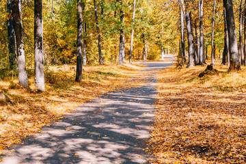 Footpath in the autumn park with colorful trees and leaves