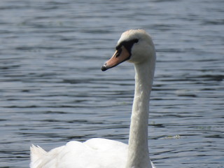 Fototapeta premium swan on the lake