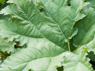 Mammutblatt. Blattspreite im Detail | Gunnera manicata