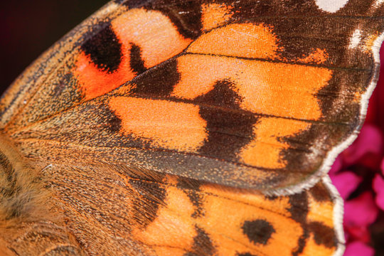 A close-up view on an orange butterfly wing, nice texture - macro shot