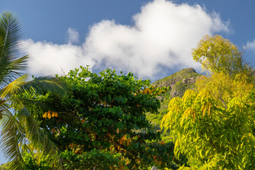 Landscape on Mauritius island, Indian ocean