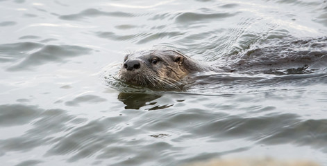 Fototapeta premium River otter in the wild