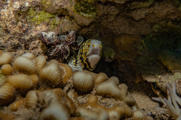 Moray eel Mooray lycodontis undulatus in the Red Sea, eilat israel