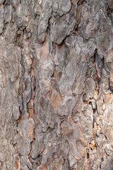 Rough gray brown tree bark. Wooden bark background.