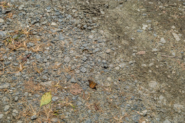 Small butterfly on the ground