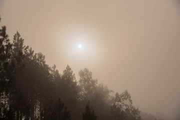 Obraz na płótnie Canvas The sun hidden behind the intense fog of the morning 01.jpg