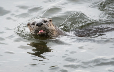 River otter in the wild