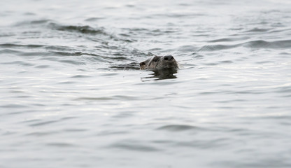 Fototapeta premium River otter in the wild