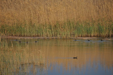 The beautiful bird Common moorhen (Gallinula chloropus) in the natural environment