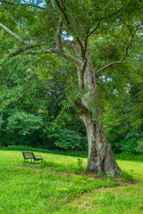 Sitting bench under a tree