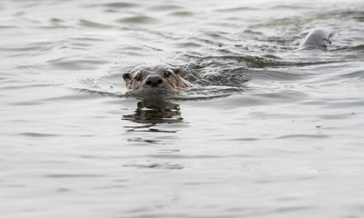 Fototapeta premium River otter in the wild