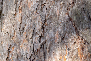 Rough gray brown tree bark. Wooden bark background.