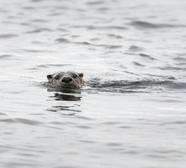Fototapeta premium River otter in the wild