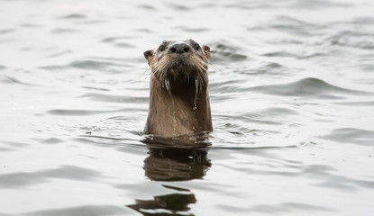 River otter in the wild